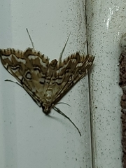 Elophila icciusalis