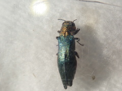 Agrilus viridis
