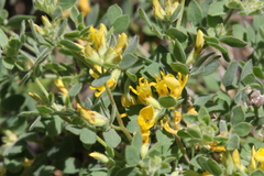Acmispon decumbens