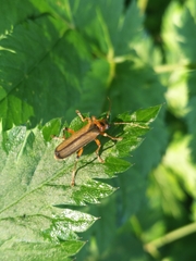 Metacantharis discoidea