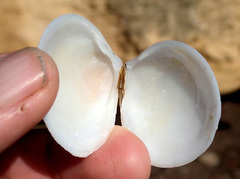 Pseudarcopagia decora