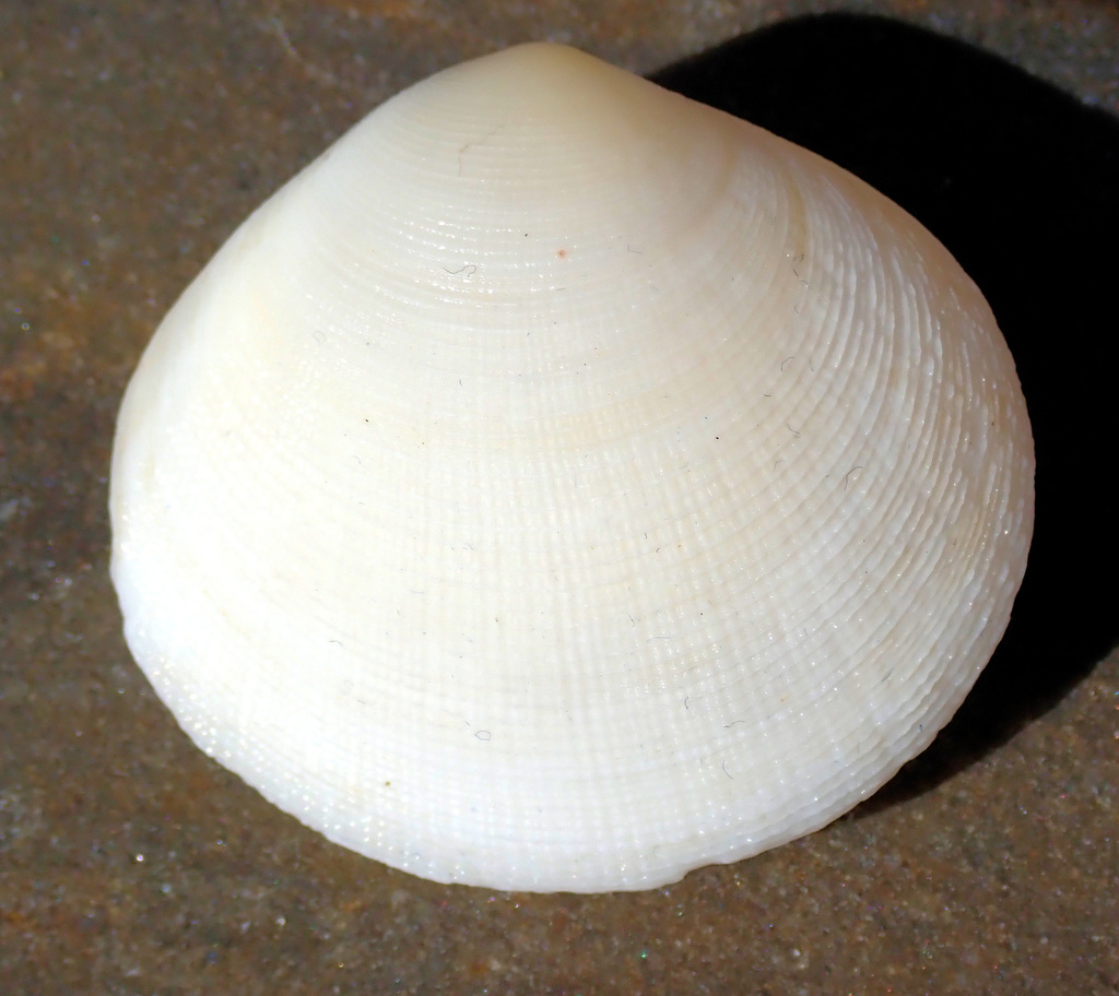 Pseudarcopagia