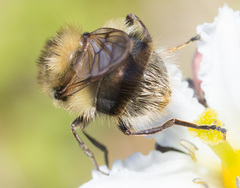 Criorhina