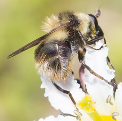 Criorhina
