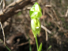 Pterostylis viriosa