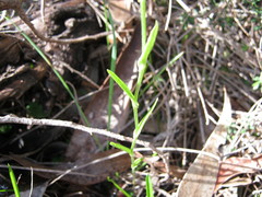 Pterostylis viriosa