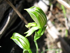Pterostylis viriosa