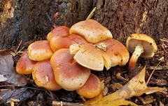 Hypholoma lateritium