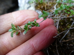 Thymus talijevii paucifolius