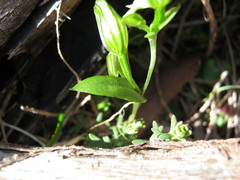 Pterostylis viriosa