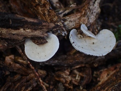 Clitocybe semiocculta