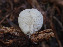 Clitocybe semiocculta