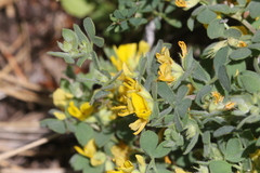 Acmispon decumbens