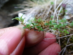 Thymus talijevii paucifolius