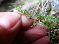 Thymus talijevii paucifolius