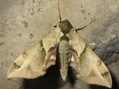 Callambulyx tatarinovii