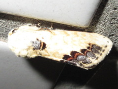 Phalera flavescens