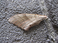 Marumba maackii