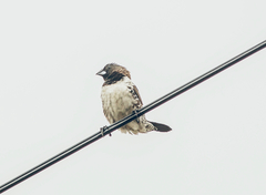 Spermestes cucullata
