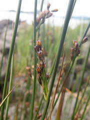 Juncus arcticus