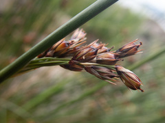 Juncus arcticus