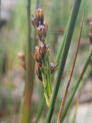 Juncus arcticus