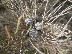 Allocasuarina muelleriana