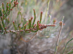Allocasuarina muelleriana