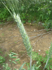 × triticosecale rimpaui