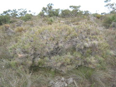 Allocasuarina muelleriana