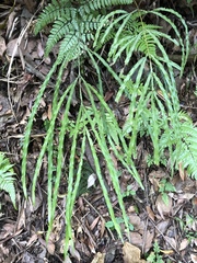 Pteris longipinna