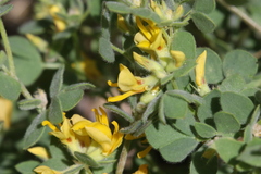 Acmispon decumbens