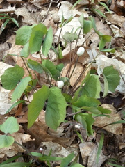 Jeffersonia diphylla