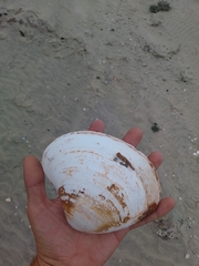 Mactromeris hemphillii