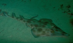 Aptychotrema rostrata