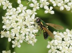 Chloromyia