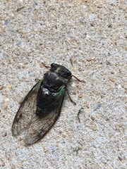 Neotibicen lyricen engelhardti