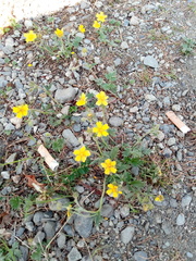 Potentilla uniflora