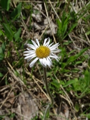Erigeron pulchellus