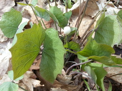 Jeffersonia diphylla