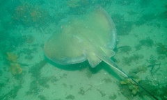Hemitrygon fluviorum