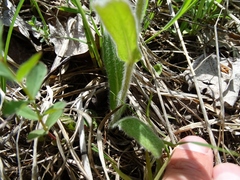Erigeron pulchellus