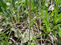 Erigeron pulchellus