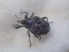 Mogulones geographicus