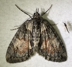 Hydriomena perfracta