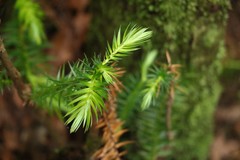 Cunninghamia lanceolata