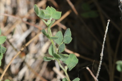 Acmispon decumbens