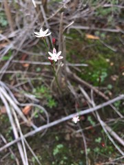 Strumaria tenella tenella