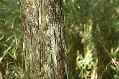Cunninghamia lanceolata