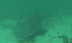 Rhynchobatus australiae